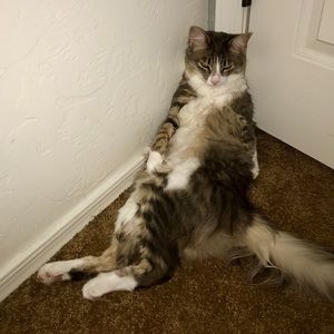 Meet your Posher, Amber